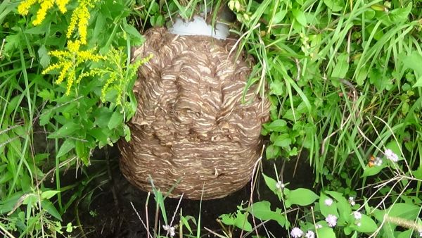 福井の蜂駆除・蜂の巣駆除は株式会社Field（フィールド）へ！豊富な経験で培った安全確実な蜂駆除・蜂の巣駆除技術と福井県内最安の料金で、お客様に安心のサービスをお届けいたします。蜂駆除、蜂の巣駆除のことなら何でもぜひお任せ下さい。